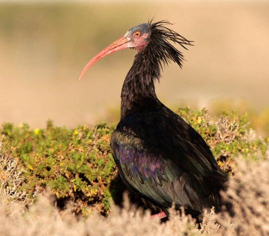 Ibis eremita. Imagen de GREPOM (Groupe de Recherche et Protection des Oiseaux au Maroc)