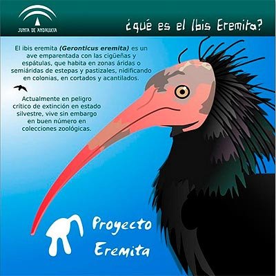 El Proyecto eremita, de la Junta de Andalucía y el Zoológico de Jerez, pretende asentar el ibis en el sur de España.