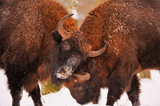 Ejemplares de bisonte europeo (Bison bonasus) en el bosque de Bialowieza, Polonia. Stefano Unterthiner/Wild Wonders of Europe.+46-8-583 518 31.staffan@wild-wonders.com.www.wild-wonders.com