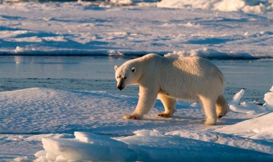 Los osos padecen el deshielo en el Ártico. © Steve Morello / WWF-CANON