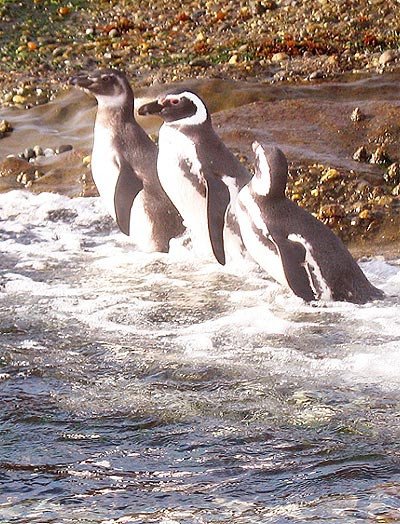 Pinguinos en la Tierra del Fuego (Chile). Guiarte.com/Tomás Alvarez