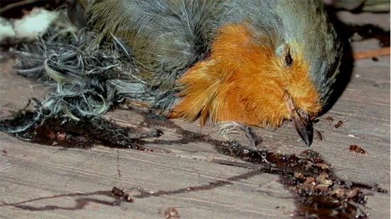 Imágenes del vídeo producido por SEO/BirdLife y Natura HD denunciando esta cruel modalidad de caza de avecillas