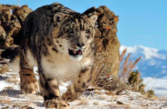 Salvando al leopardo de las nieves. Imagen The World Bank