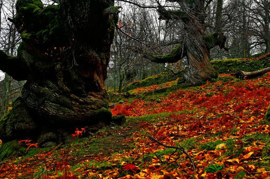 Los bosques extremeños se tiñen de tonalidades amarillentas, rojizas y ocres en Otoño.