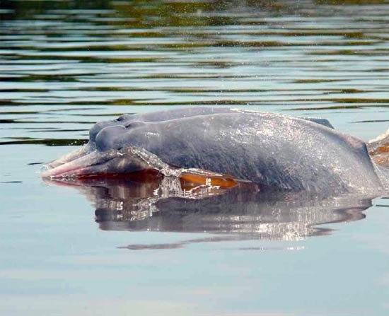 En Sudamérica habitan tres especies de delfines de agua dulce: el bufeo rosado (Inia geoffrensis) y el delfín gris (Sotalia fluviatilis) y el bufeo boliviano (Inia boliviensis).