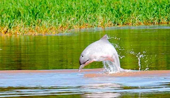 Los delfines de río están ahora más amenazados que nunca por culpa de sobrepesca, la contaminación y la dramática transformación del hábitat.
