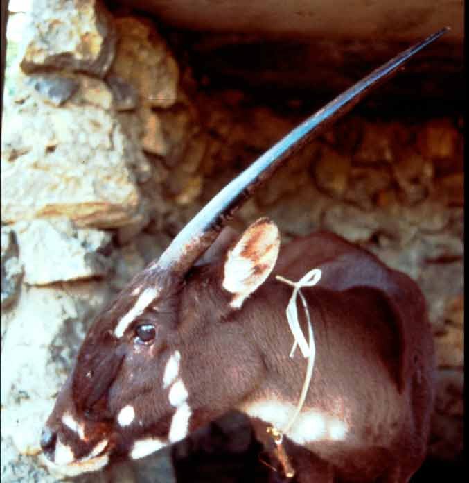 Un ejemplar del saola. Imagen captada en Laos, en 1996.© William Robichaud/WWF