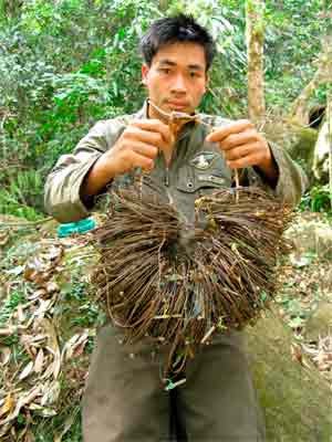 Trampas de acero regodidas en la zona de protección del saola, en Laos.(Nakai-Nam Theun National Protected Area), 2009. © William Robichaud/WWF