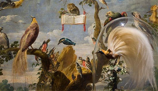 Frans Snyders, Concierto de aves. Ave del paraíso