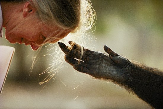 Enloquecido por años de confinamiento, un chimpancé responde a las tácticas tranquilizadoras de Jane Goodall. Brazzaville zoo, República del Congo, 1990. Michael Nichols, National Geographic