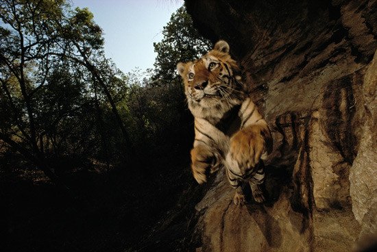 Tigre fotografiado en pleno salto, con un gran angular que obtuvo un retrato a menos de un metro de distancia. Parque Nacional de Bandhavgarh, India, 1997. Michael Nichols, National Geographic