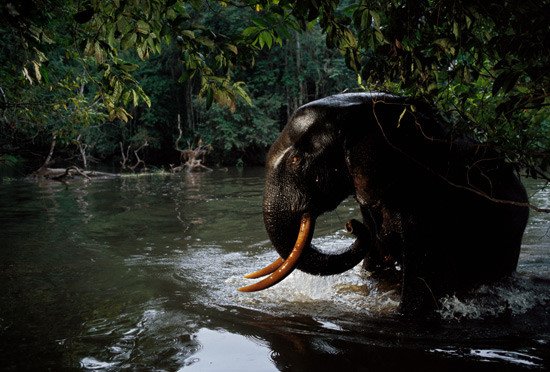 Una cámara de infrarrojos se activa durante el baño de un elefante adulto en el bosque profundo. Parque Nacional de Loango, Gabón, 2003. Michael Nichols, National Geographic