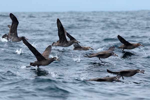 Grupo de albatros de pata negra (Phoebastria nigripes) Fotografía: Ben Lascelles/UICN