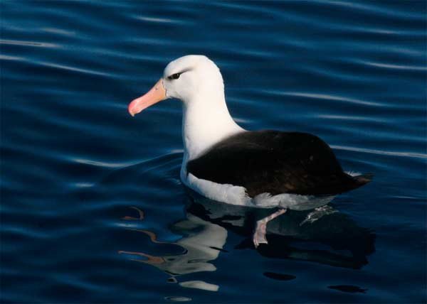 albatros de ceja negra (Thalassarche melanophrys) (Thalassarche melanophrys). Fotografía: Alan Tate (worldsrarestbirds.com)/UICN