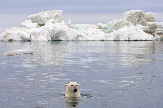 Oso polar en el Mar de Beaufort, Alaska. Steven Kazlowski / WWF-Canon