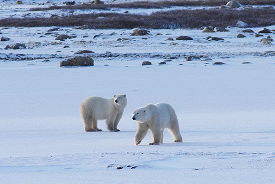 Osos polares. Foto Andrew E Derocher. UICN