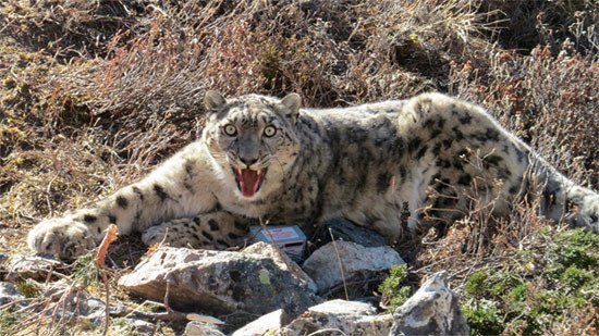 El leopardo de las nieves, antes de ser marcado con el collar de seguimiento. © WWF Nepal