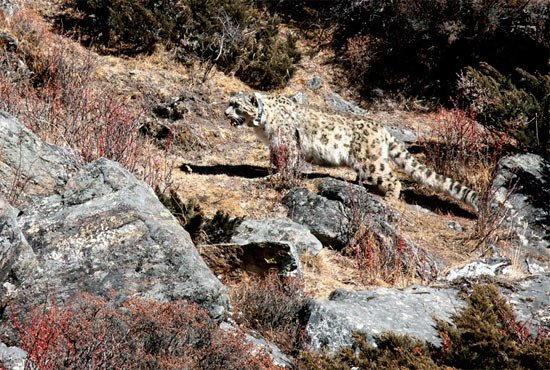 El leopardo, tras ser liberado con collar de seguimiento. © WWF Nepal