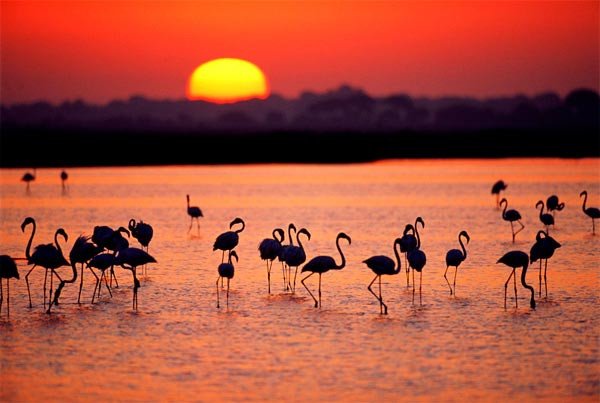 Doñana, más de medio siglo de lucha por su defensa  © WWF/ Jorge Sierra