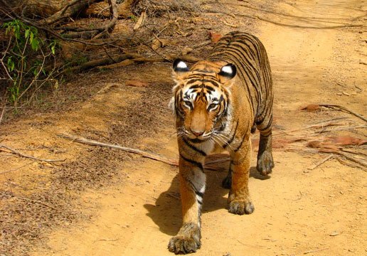 Tigre en el parque Nacional Ranthambore, India. Fotografía: James Kemsey / UICN.