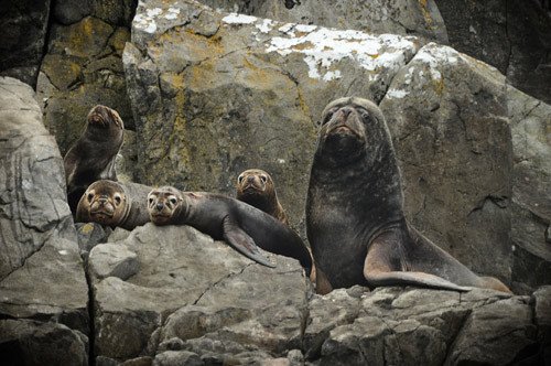 Focas en un roquedo de Cabo de Hornos. Foto Beatriz Álvarez. Guiarte Copyright.