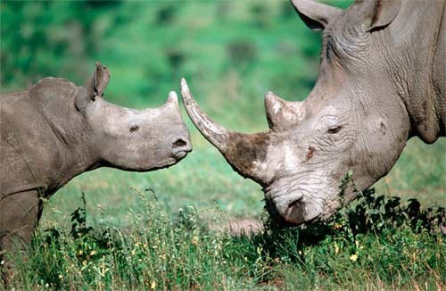  Ejemplaresa del rinocerontre blanco africano (Ceratotherium simum simum) © Martin Harvey / WWF-Canon