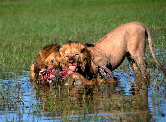 Los leones del entorno del Okavango tienen fama de ser los más poderosos de Africa. Imagen de http://www.botswanatourism.co.bw/