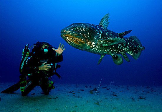 La expedicion Gombessa, localizó al celacento en aguas profundas. Imagen http://www.blancpain.com