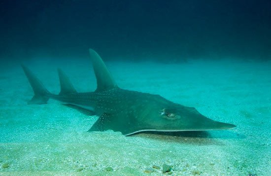 Giant Guitarfish Fotografía: Matt D. Potenski