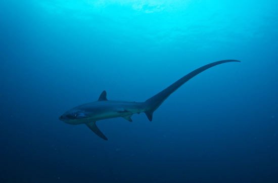 Pelagic Thresher Shark Fotografía: Bo Mancao