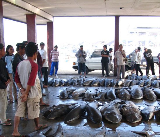 Daily shark landings being auctioned at Tanjung Luar, Lombok Fotografía: Australian National Fish Collection, CSIRO
