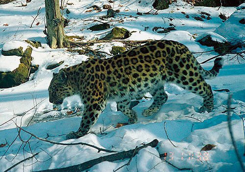 Los leopardos del Amur viven en el extremo oriental de Rusia. WWF- Rusia / ISUNR