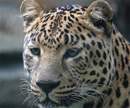 Un censo en 2013 mostró que sólo hay de 48 a 50 leopardos del Amur en su medio natural. Vasily Solkin/ WWF