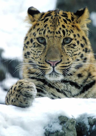 Leopardo del Amur. WWF / V. Solkin