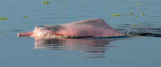 Delfin rosado del Amazonas. WWF