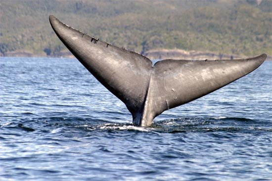 Blue whale fluke. Dr. Francisco Viddi, WWF Chile