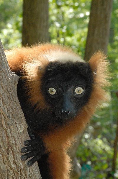 Red-ruffed lemur (Varecia rubra) Fotografía: Russell A. Mittermeier