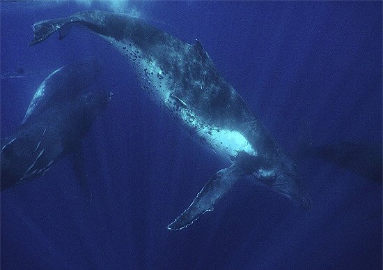 Humpback whales. WWF-Canon / Cat HOLLOWAY