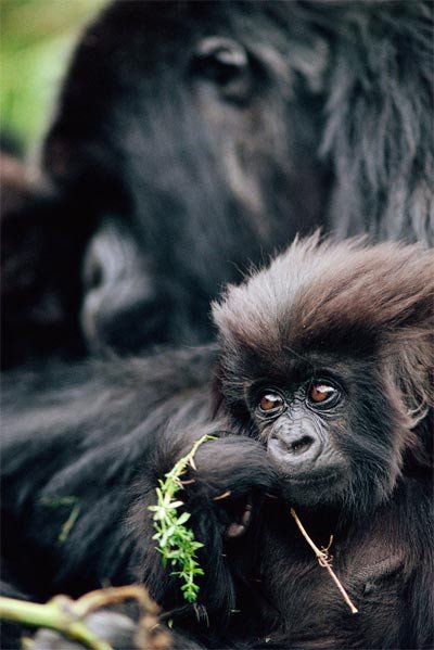 Mountain gorilla visits generate money for local communities. naturepl.com/Bruce Davidson / WWF