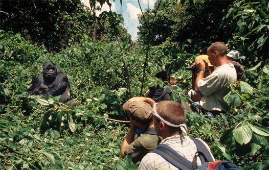 Virunga National Park, DRC, where gorilla tourism has reopened while an oil threat looms. Martin Harvey / WWF-Canon