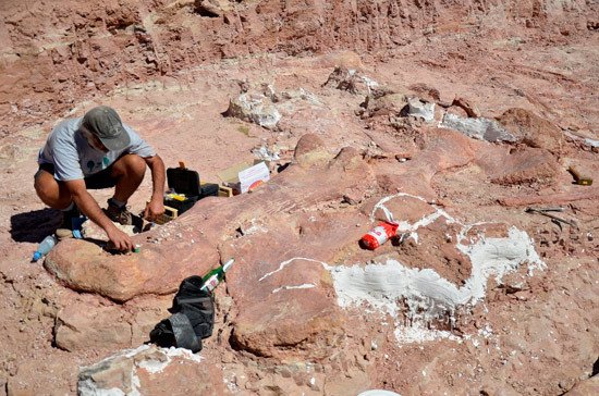 Trabajando sobre los fósiles de un saurópodo. Foto http://www.mef.org.ar/