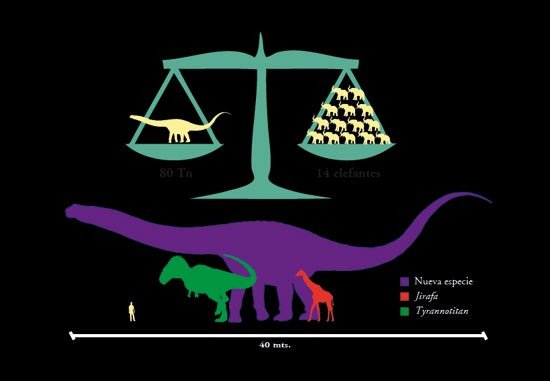 Una tabla que refleja las proporciones del gigantesco megadinosaurio. http://www.mef.org.ar/