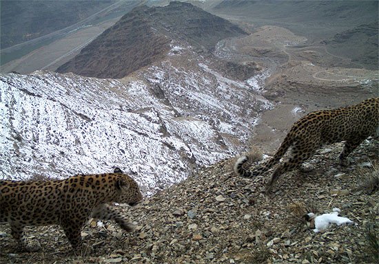 Se cree que un macho y dos hembras han estado viviendo en un área de Najichevan (Azerbaiyán). Los expertos esperan que al menos una de las hembras pueda tener cachorros. WWF Copyright