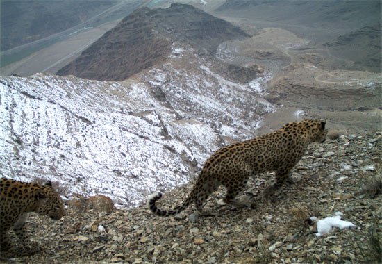 El leopardo del Cáucaso se creía desaparecido en la década de 1960. Pero recientes informes reflejan la existencia de pequeñas cantidades de ejemplares en Armenia, Georgia y Azerbaiyán. WWW Copyright
