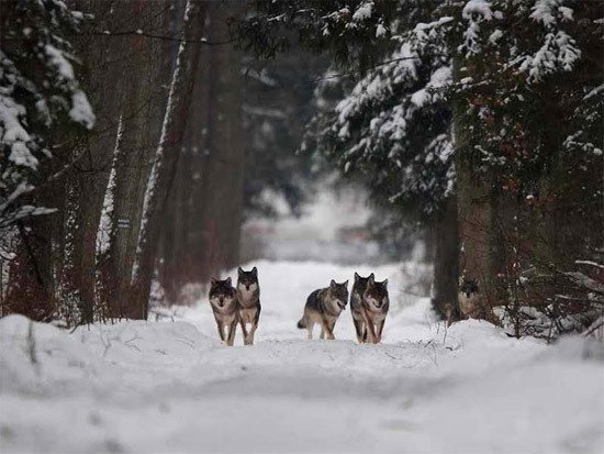 Lobos en el bosque de Bialowieza  © Adam Wajrak, Wolves