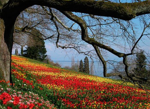 El Lago de Constanza desde un campo de tulipanes de Mainau. Imagen Mainau GmbH