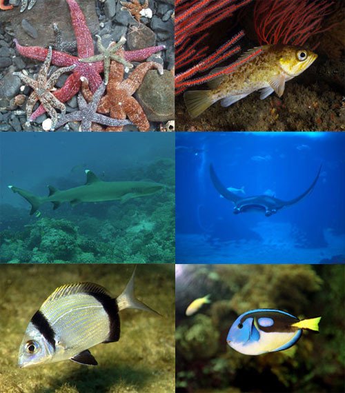 En el Oceanário de Lisboa conviven más de 500 especies diferentes. Fotos http://www.oceanario.pt/