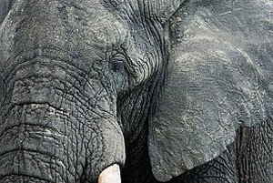 African elephant (Loxodonta africana), Tanzania. Edwin Giesbers. WWF