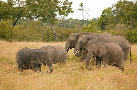 Herd of African savanna elephants grazing in the Masai Mara National Reserve, Kenya. Martin Harvey. WWF-Canon