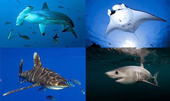 Nuevo listado de CITES para controlar el comercio de los tiburones y mantarrayas. Imagen CITES